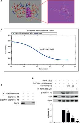 Corrigendum: Eupafolin Suppresses Esophagus Cancer Growth by Targeting T-LAK Cell-Originated Protein Kinase Protein Kinase